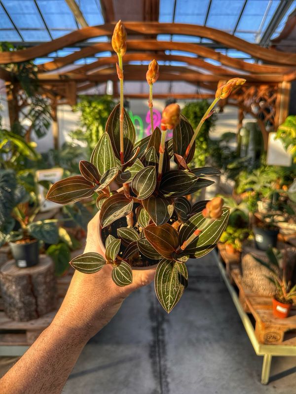 Ludisia discolor vaso cm 12