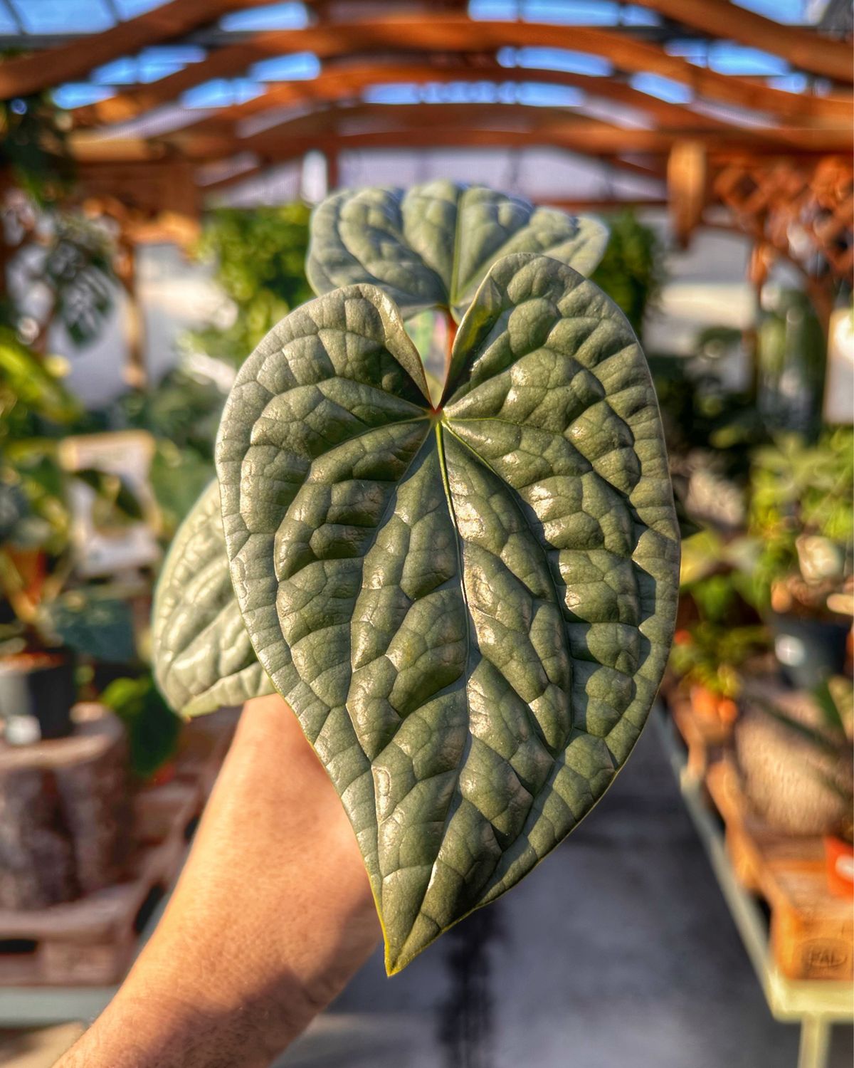 Anthurium luxurians M vaso cm 12