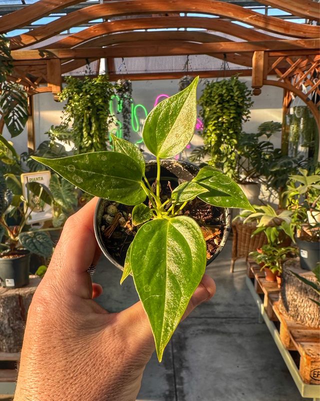 Anthurium veitchii vaso cm 7
