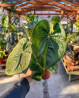 Anthurium silver blush X luxurians vaso cm 12