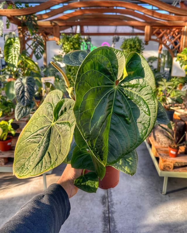 Anthurium silver blush X luxurians vaso cm 12