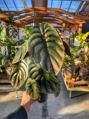 Alocasia cuprea red secret vaso cm 14