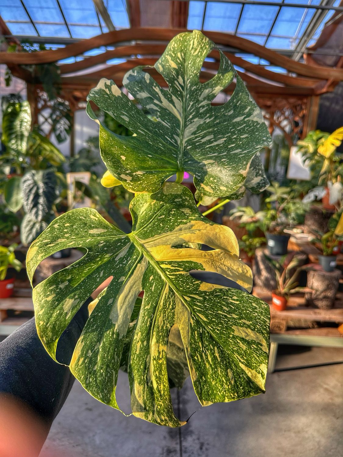 Monstera thai creme brulee vaso cm 12