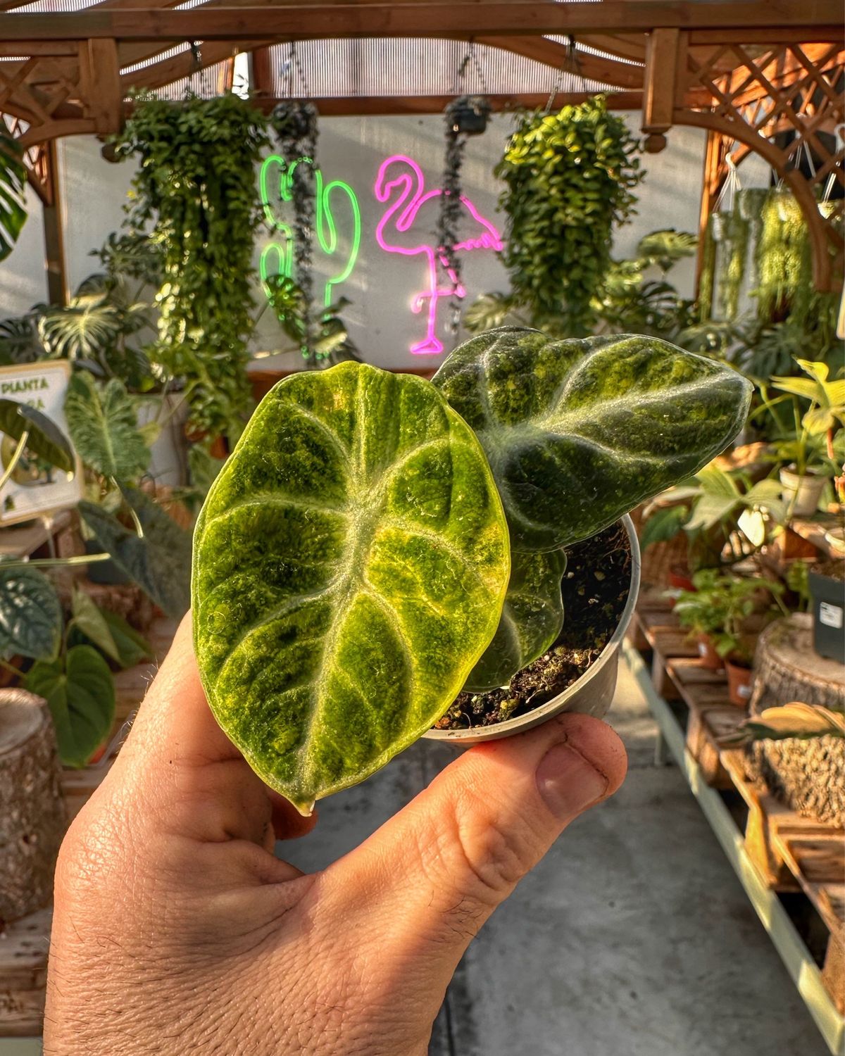 Alocasia ninja variegata vaso cm 6