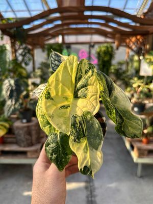 Alocasia Dragon scale variegata L vaso cm 12