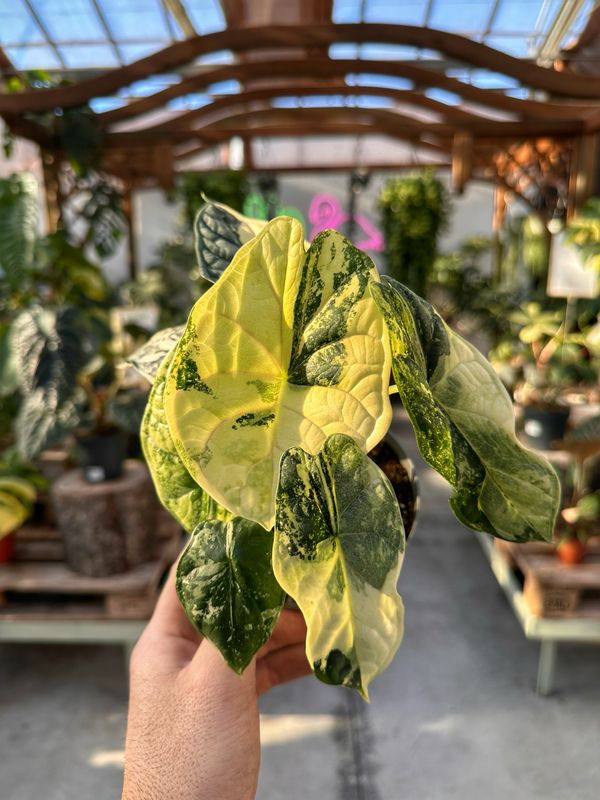 Alocasia Dragon scale variegata L vaso cm 12