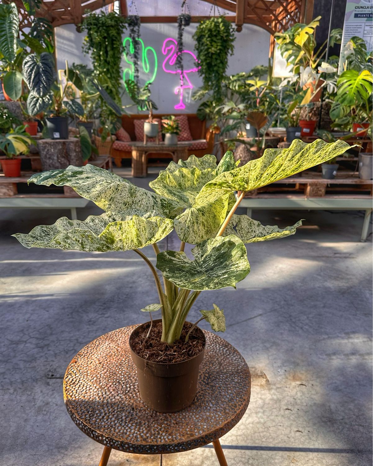 Alocasia macrorrhiza splash L vaso cm 17