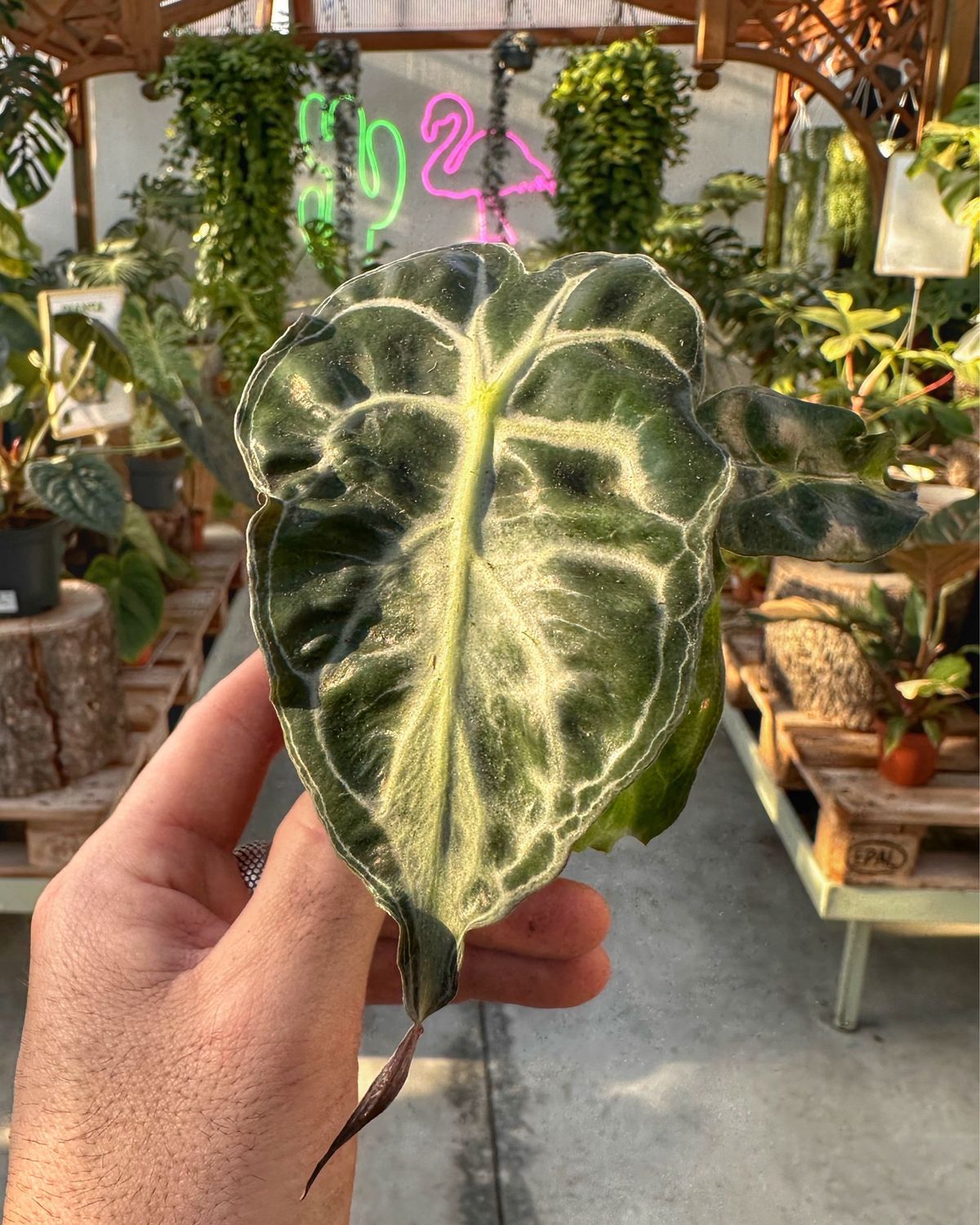 Alocasia Venom vaso cm 8