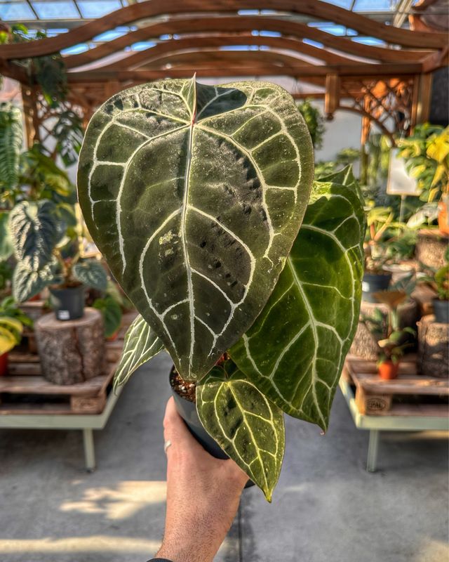 Anthurium Crystallinum vaso cm 14
