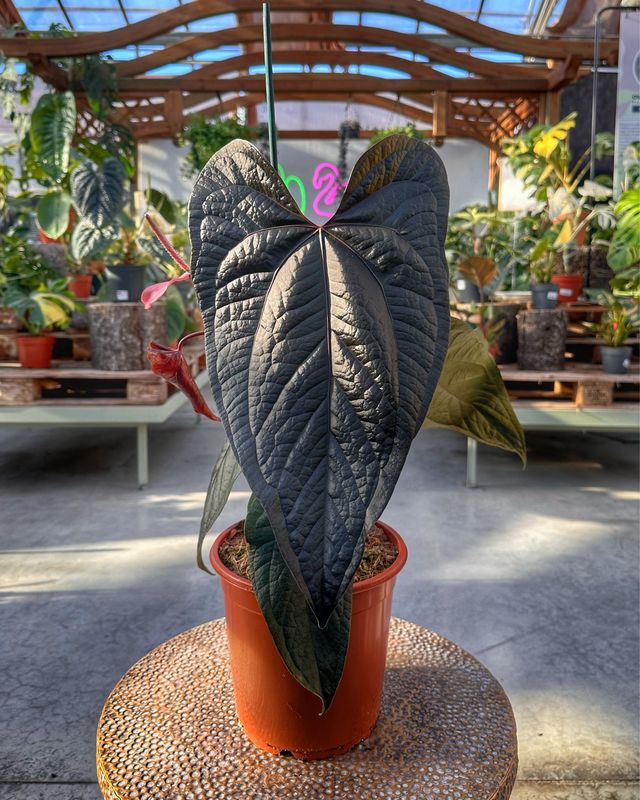 Anthurium queen of hearts XL vaso cm 21