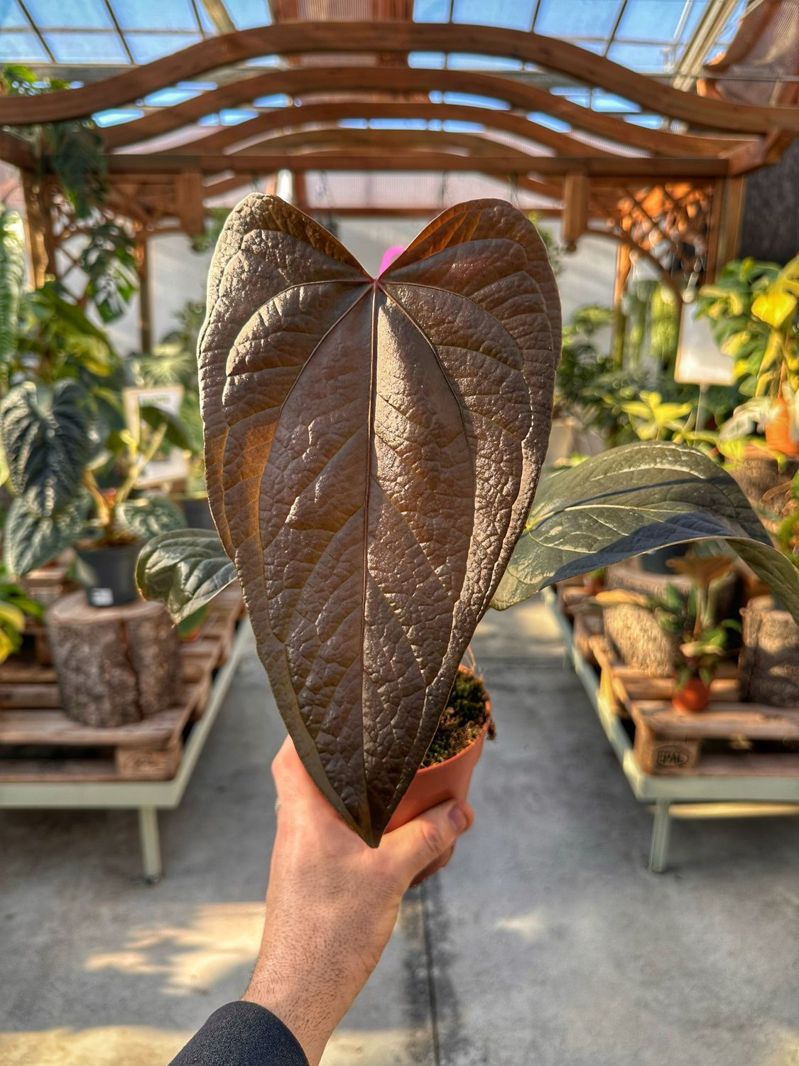 Anthurium queen of hearts vaso cm 12