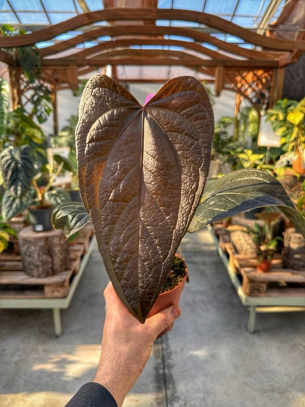 Anthurium queen of hearts vaso cm 12