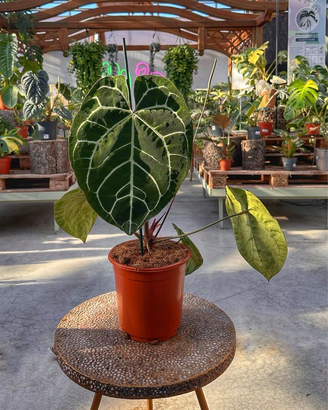 Anthurium crystallinum vaso cm 21