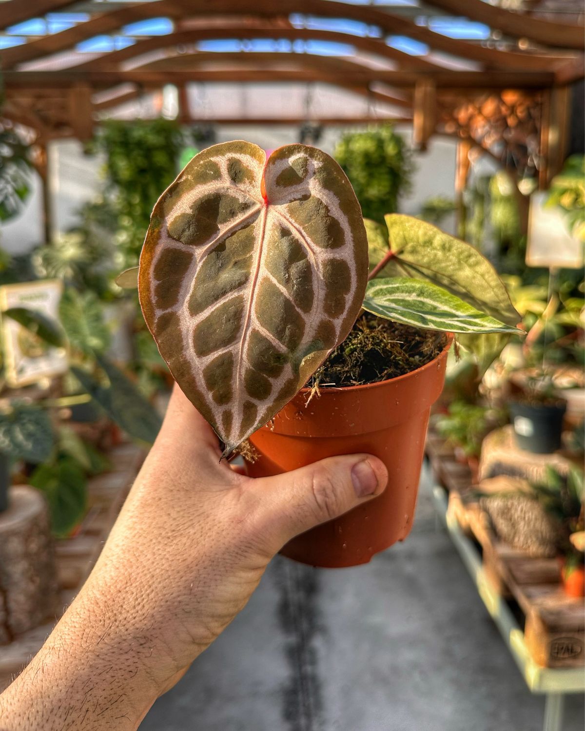 Anthurium pink blush vaso cm 12