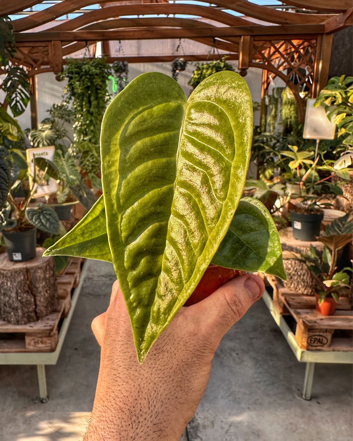 Anthurium veitchii narrow vaso cm 8