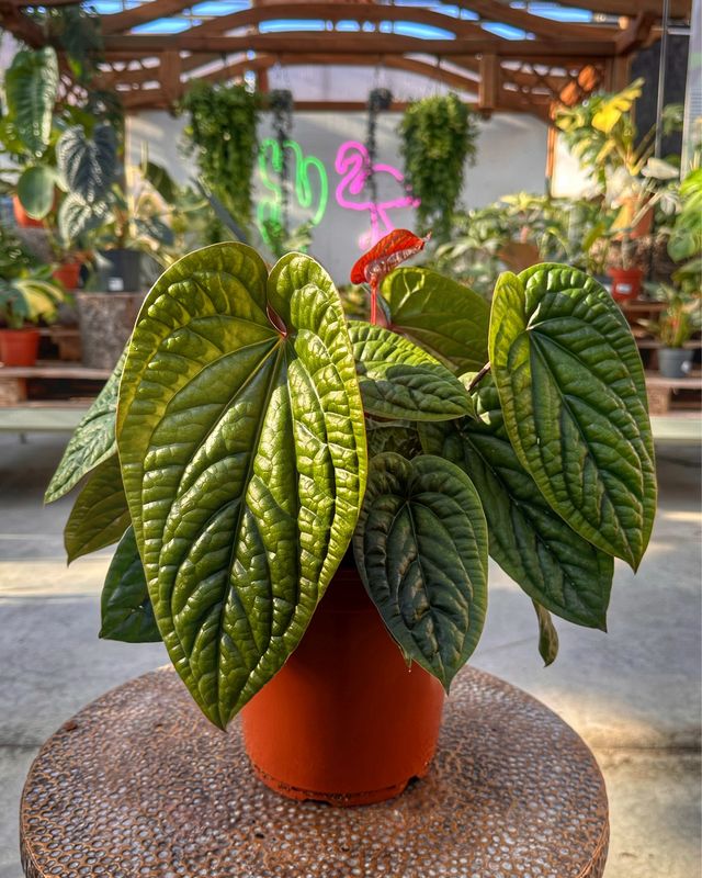 Anthurium luxurians x radicans XXL vaso cm 21