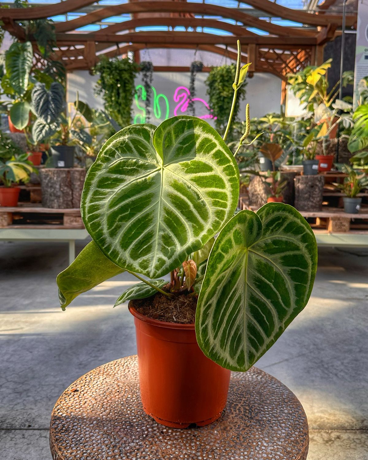 Anthurium silver blush XL vaso cm 21