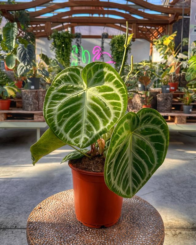 Anthurium silver blush XL vaso cm 21