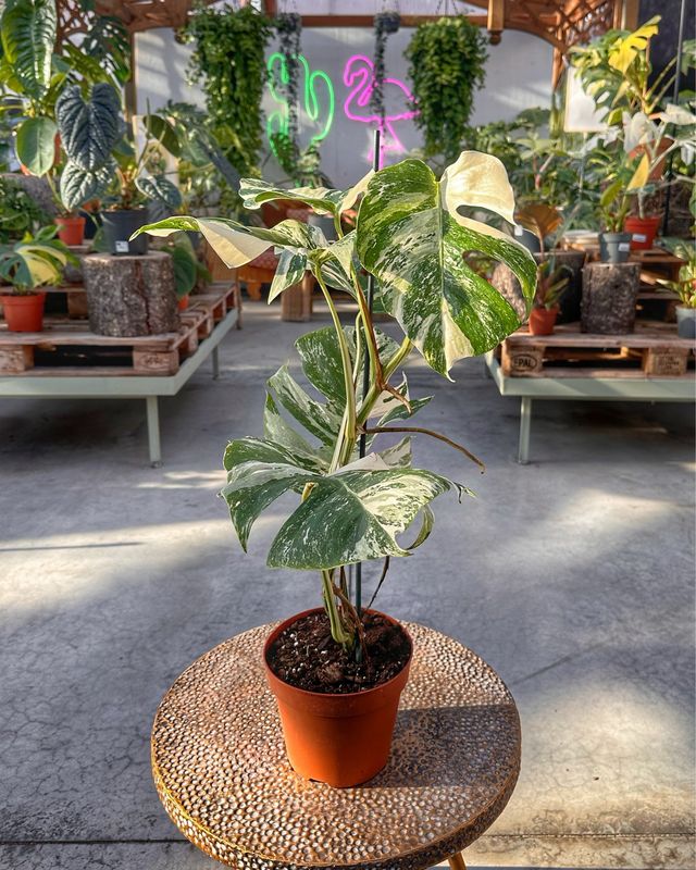 Monstera albo super white vaso cm 17