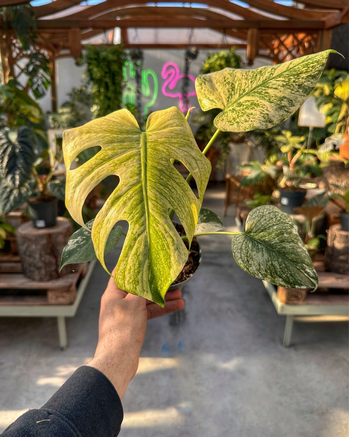 Monstera white monster vaso cm 12