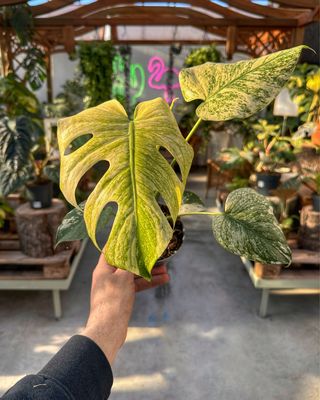 Monstera white monster vaso cm 12