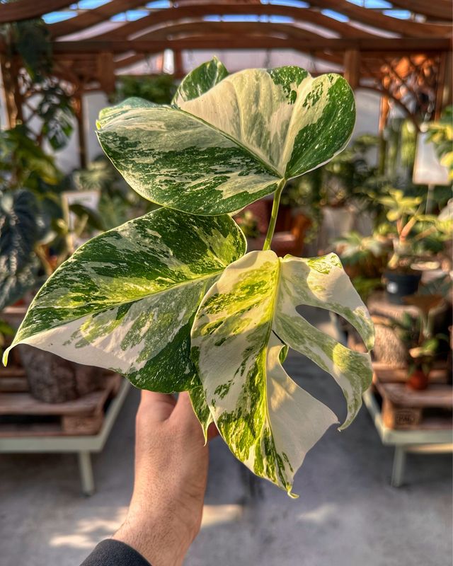 Monstera albo super white S vaso cm 12