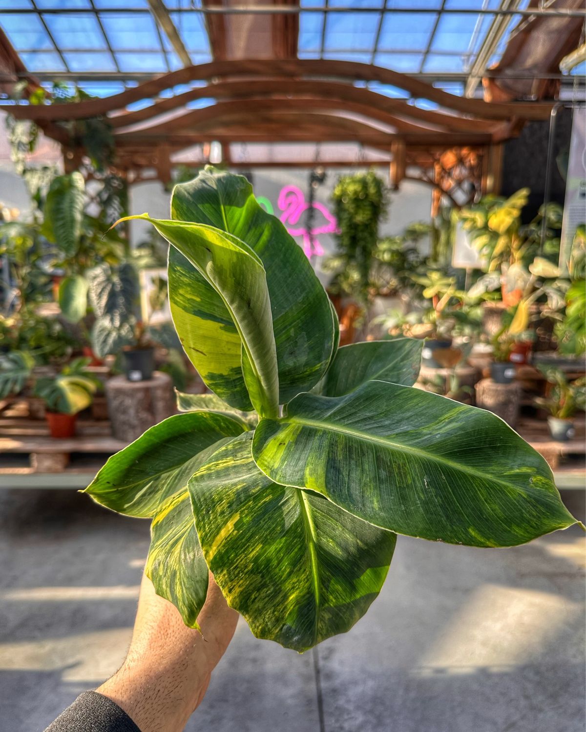 Musa aurea vaso cm 10,5