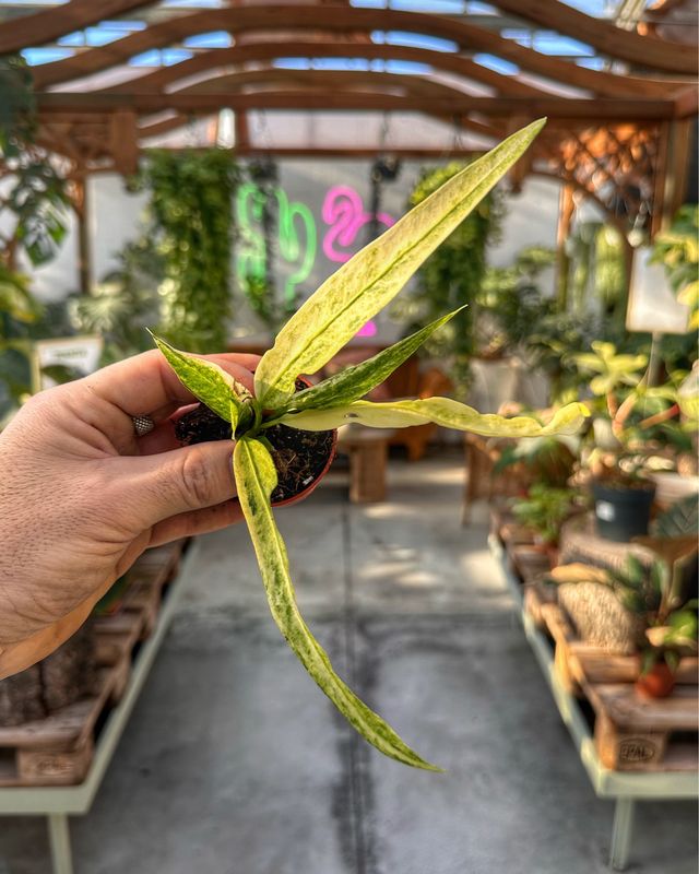 Anthurium Vittarifolium variegata vaso cm 11