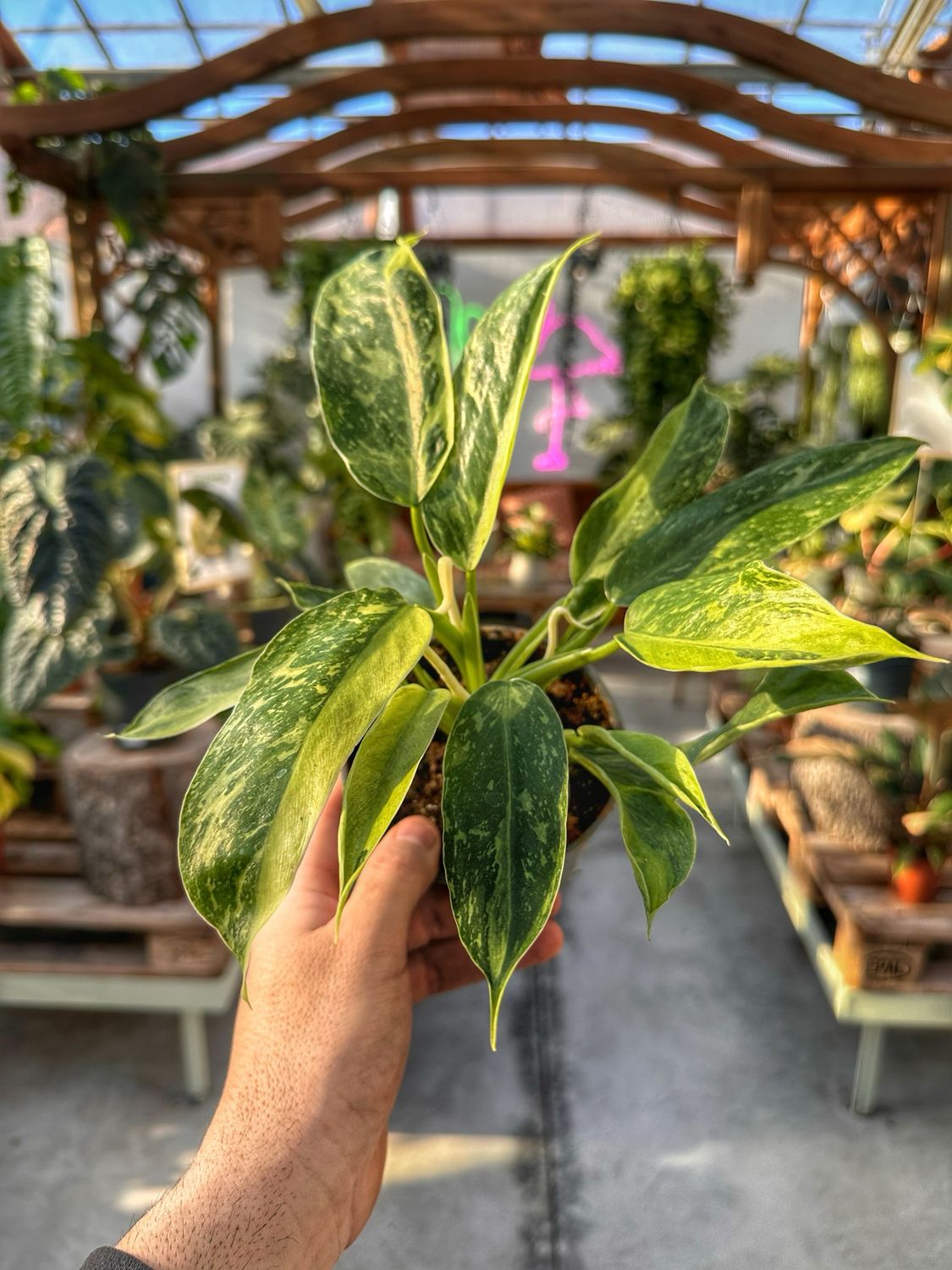 Philodendron Jose buono vaso cm 12