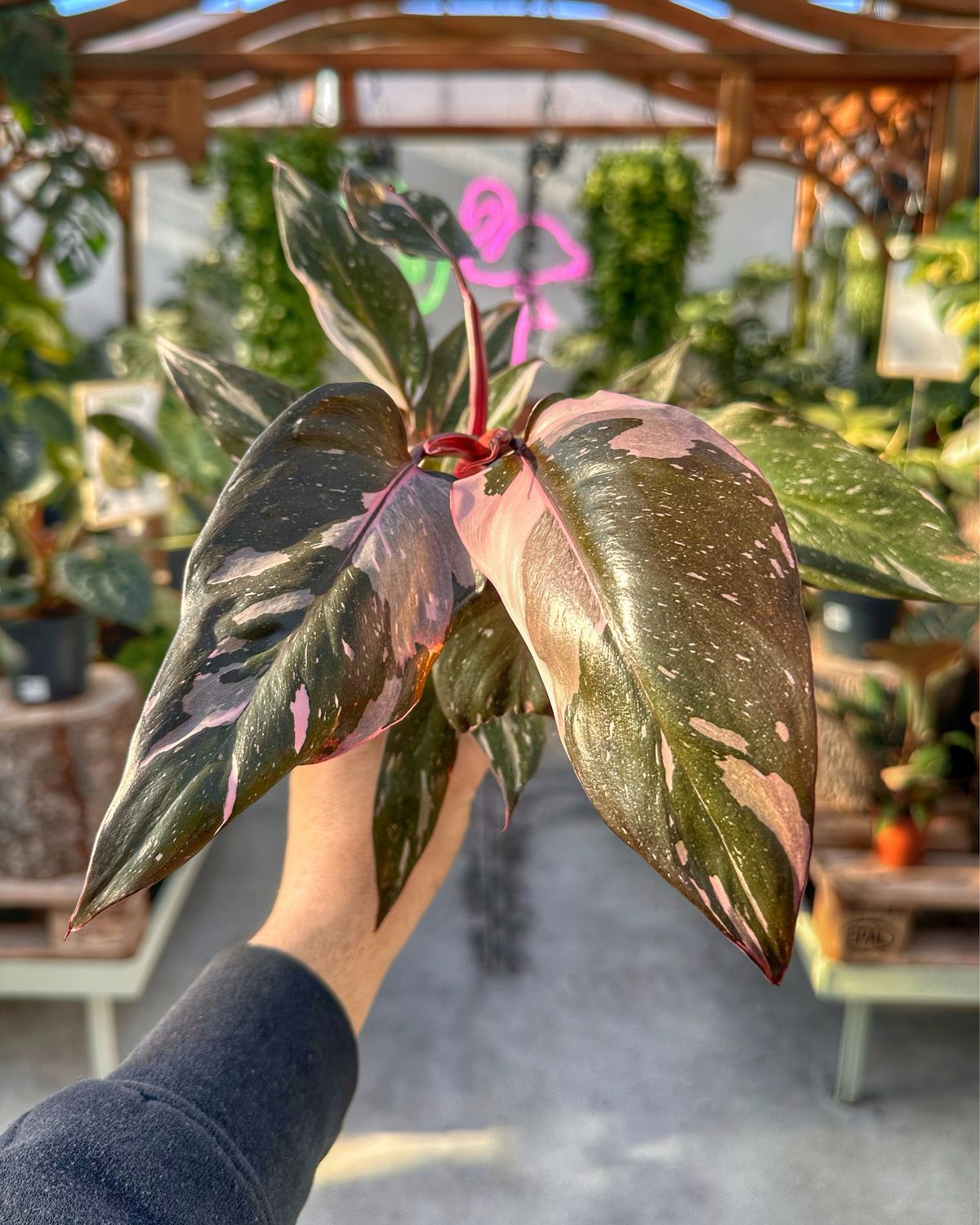 Philodendron burgundy Prince vaso cm 11