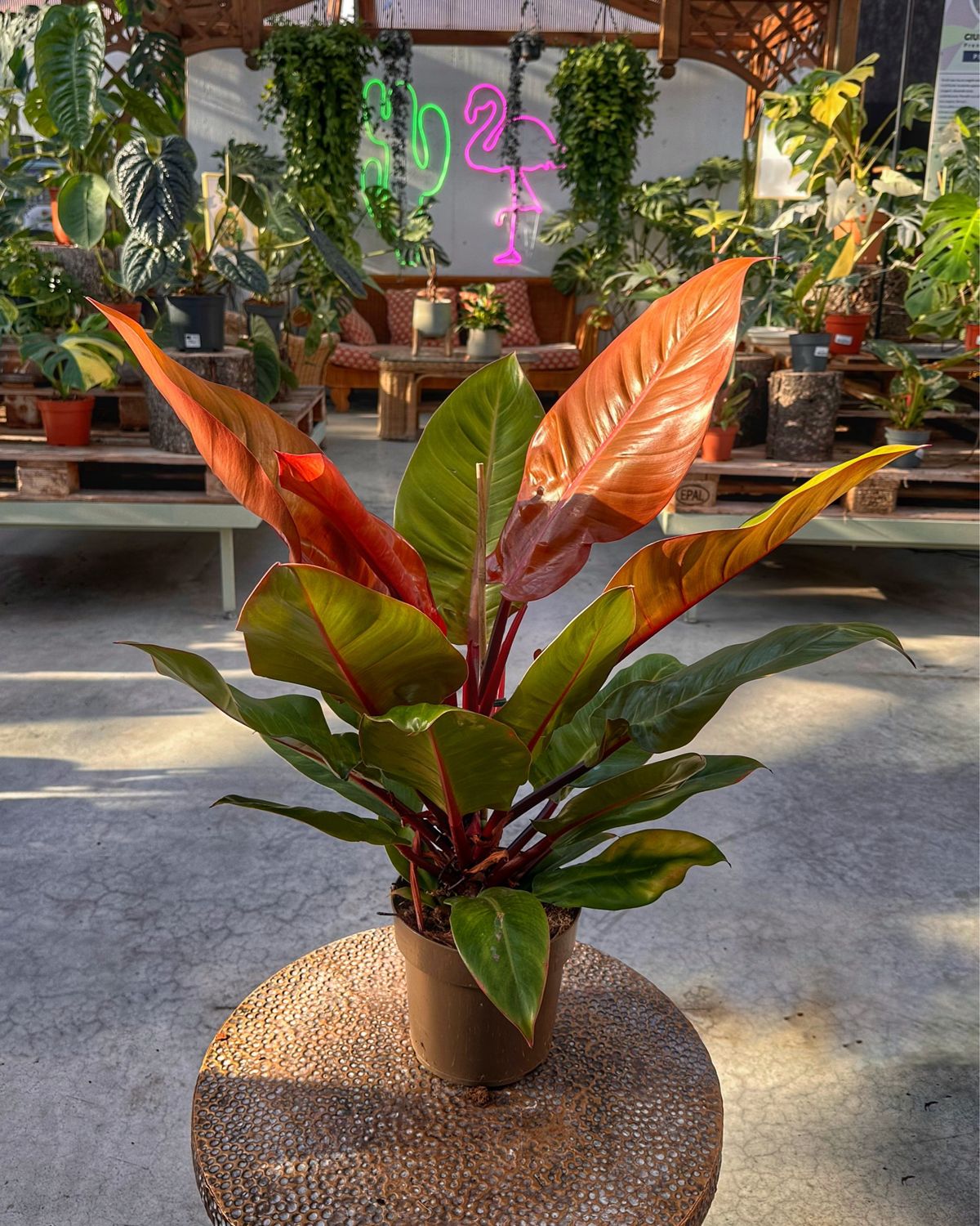 Philodendron Prince of orange L vaso cm 17