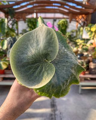 Platycerium superbum XL vaso cm 12