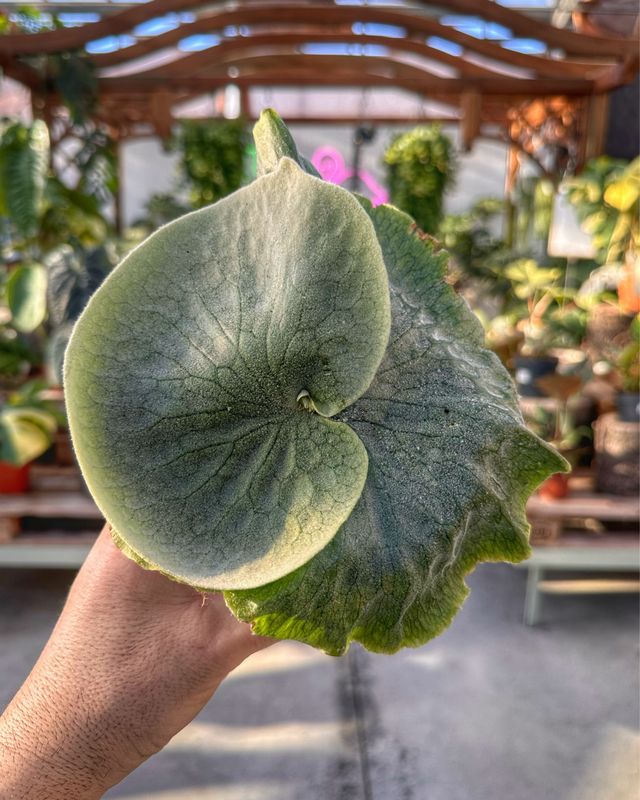 Platycerium superbum XL vaso cm 12