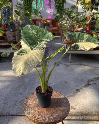 Alocasia macrorrhiza variegata L vaso cm 17