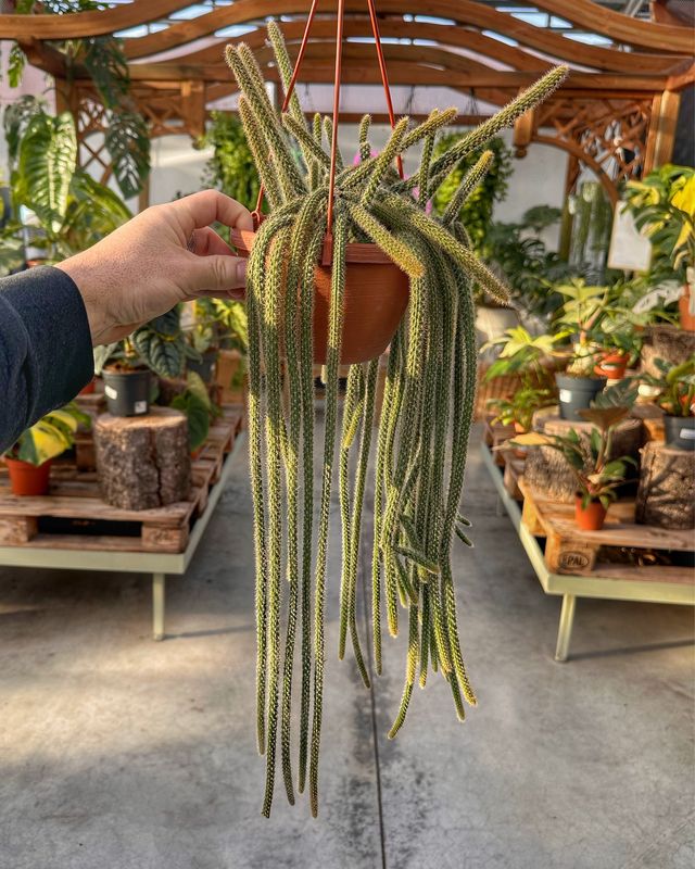 Aporocactus flagelliformis vaso cm 14 (coda di topo)