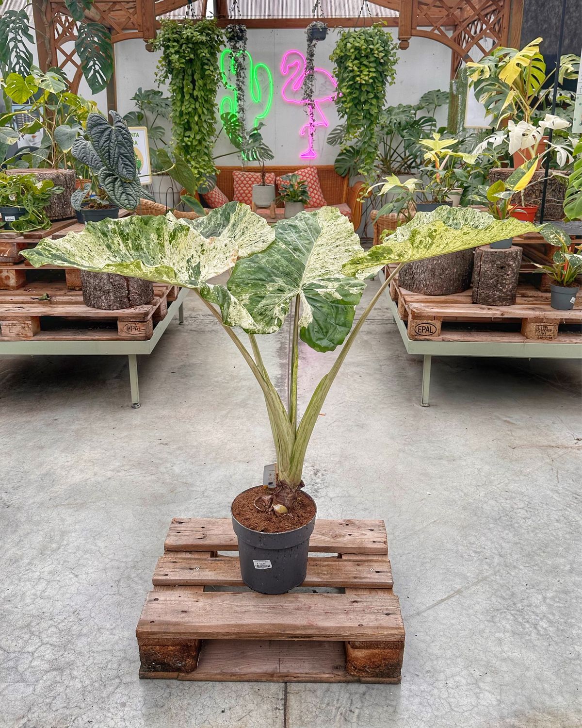 Alocasia macrorrhiza splash XXL vaso cm 24