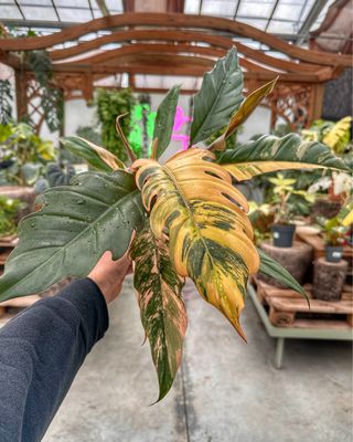 Philodendron caramel marble M vaso cm 12