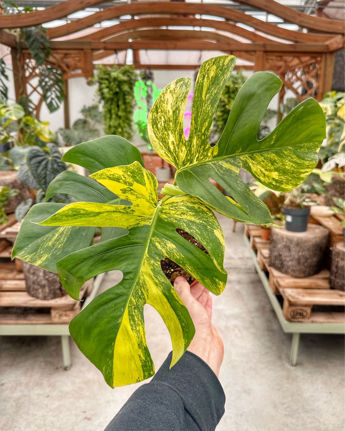 Monstera deliciosa aureovariegata L vaso cm 17