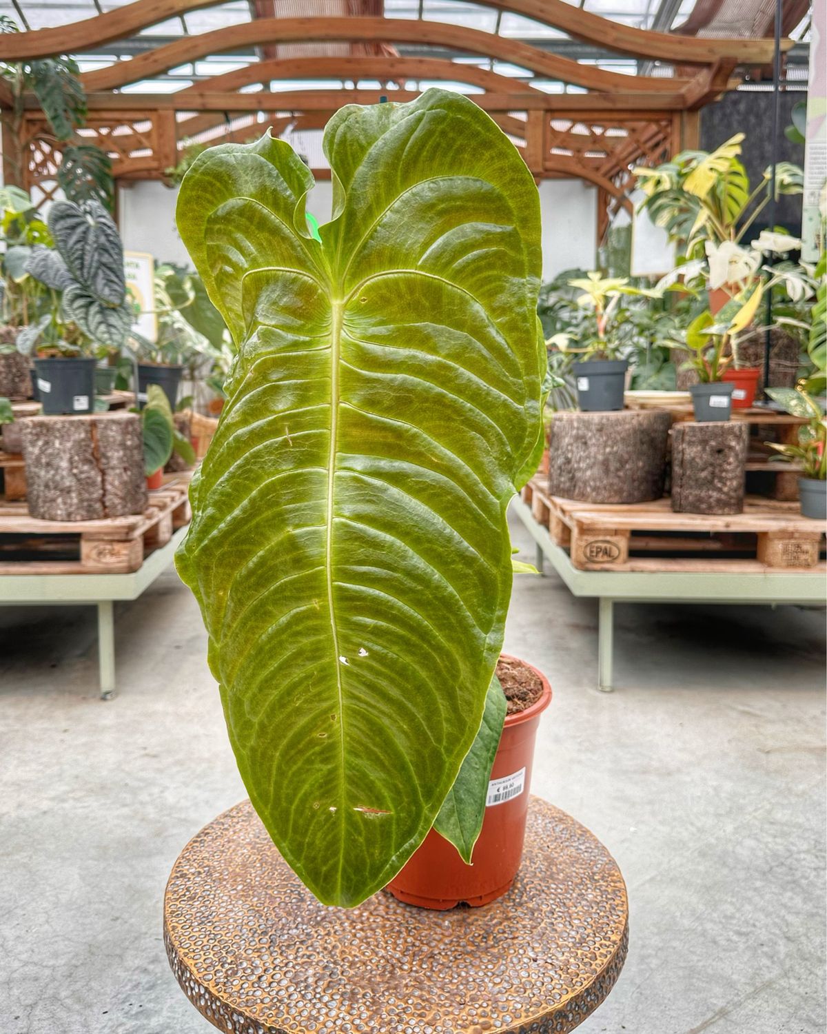 Anthurium veitchii xxl vaso cm 21