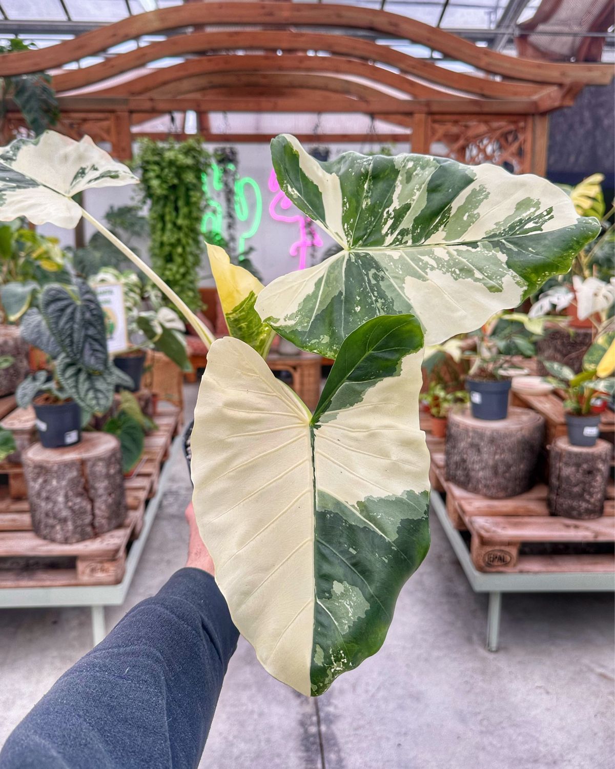 Alocasia macrorrhiza variegata L vaso cm 17