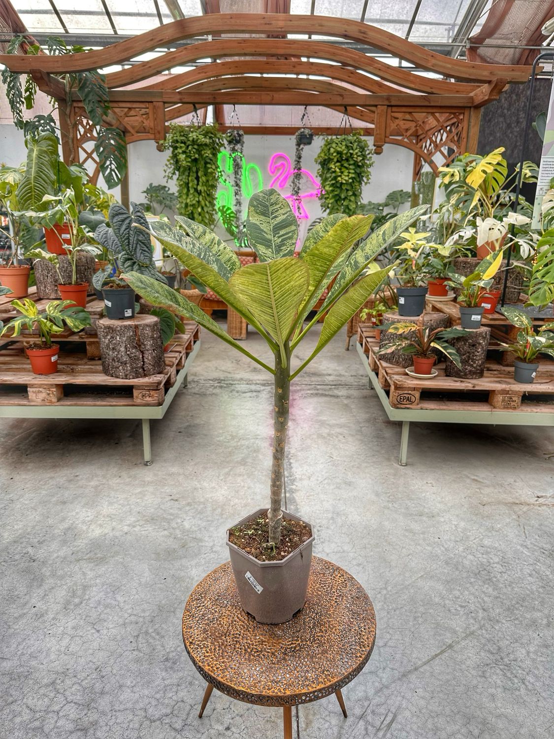 Plumeria variegata vado cm 19