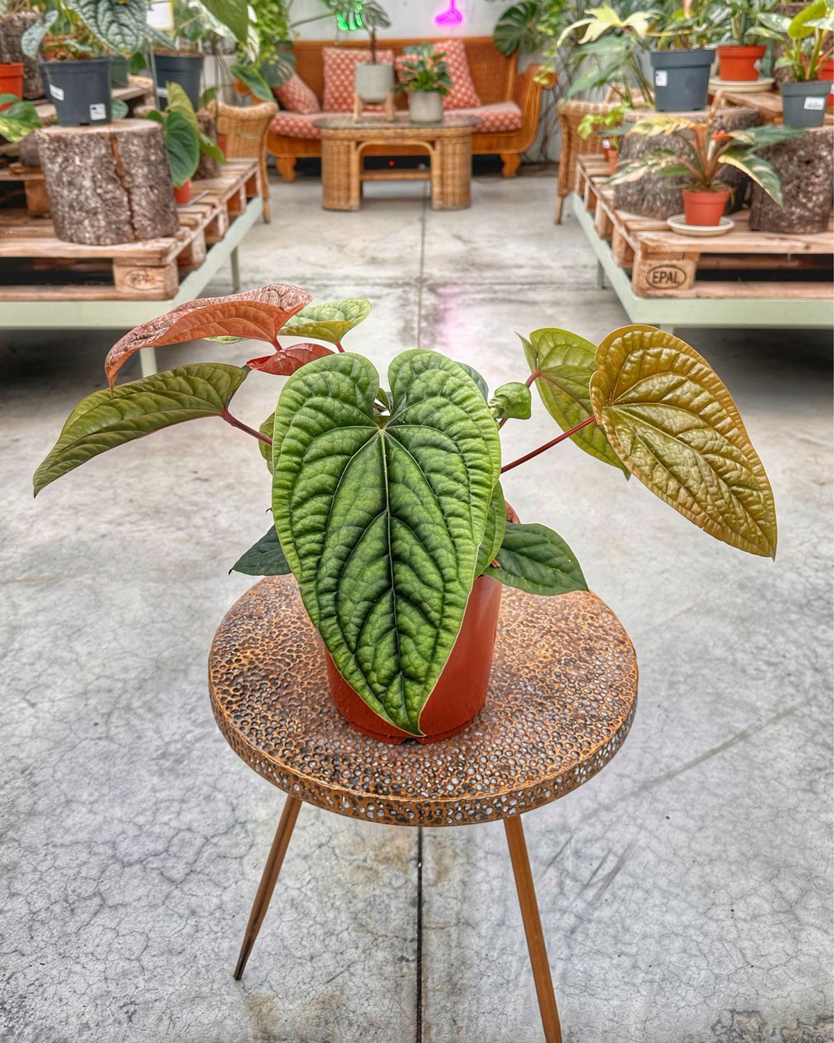 Anthurium luxurians x radicans XXL vaso cm 21