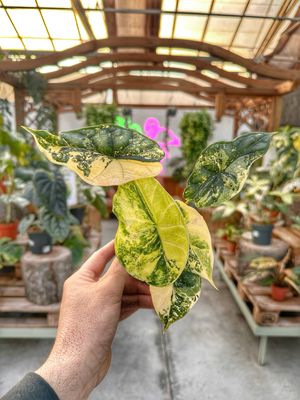 Alocasia Dragon scale variegata L vaso cm 12