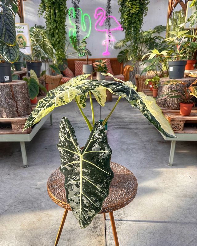 Alocasia frydek variegata XXL vaso cm 17