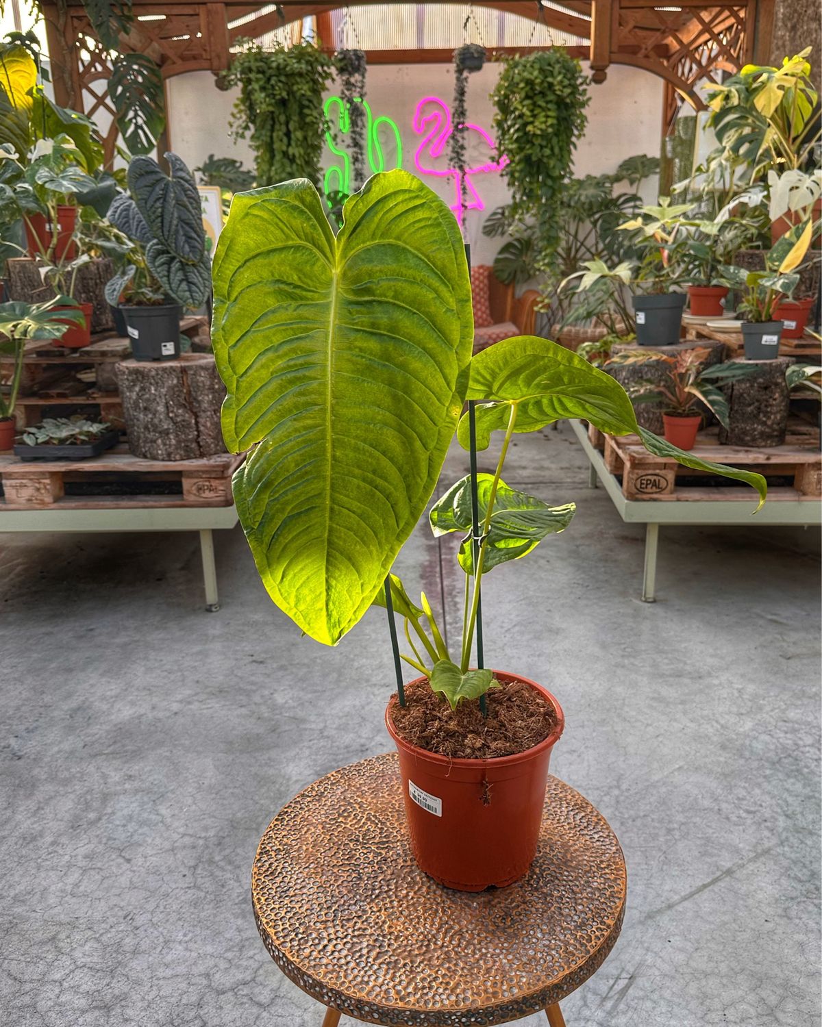 Anthurium veitchii xxl vaso cm 21