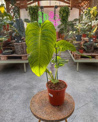 Anthurium veitchii xxl vaso cm 21
