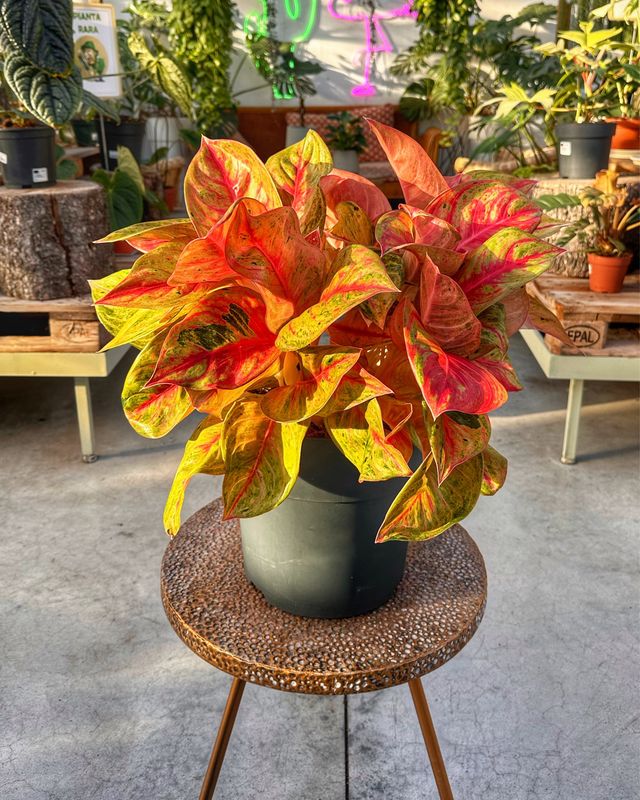 Aglaonema cocomelon XXL vaso cm 30