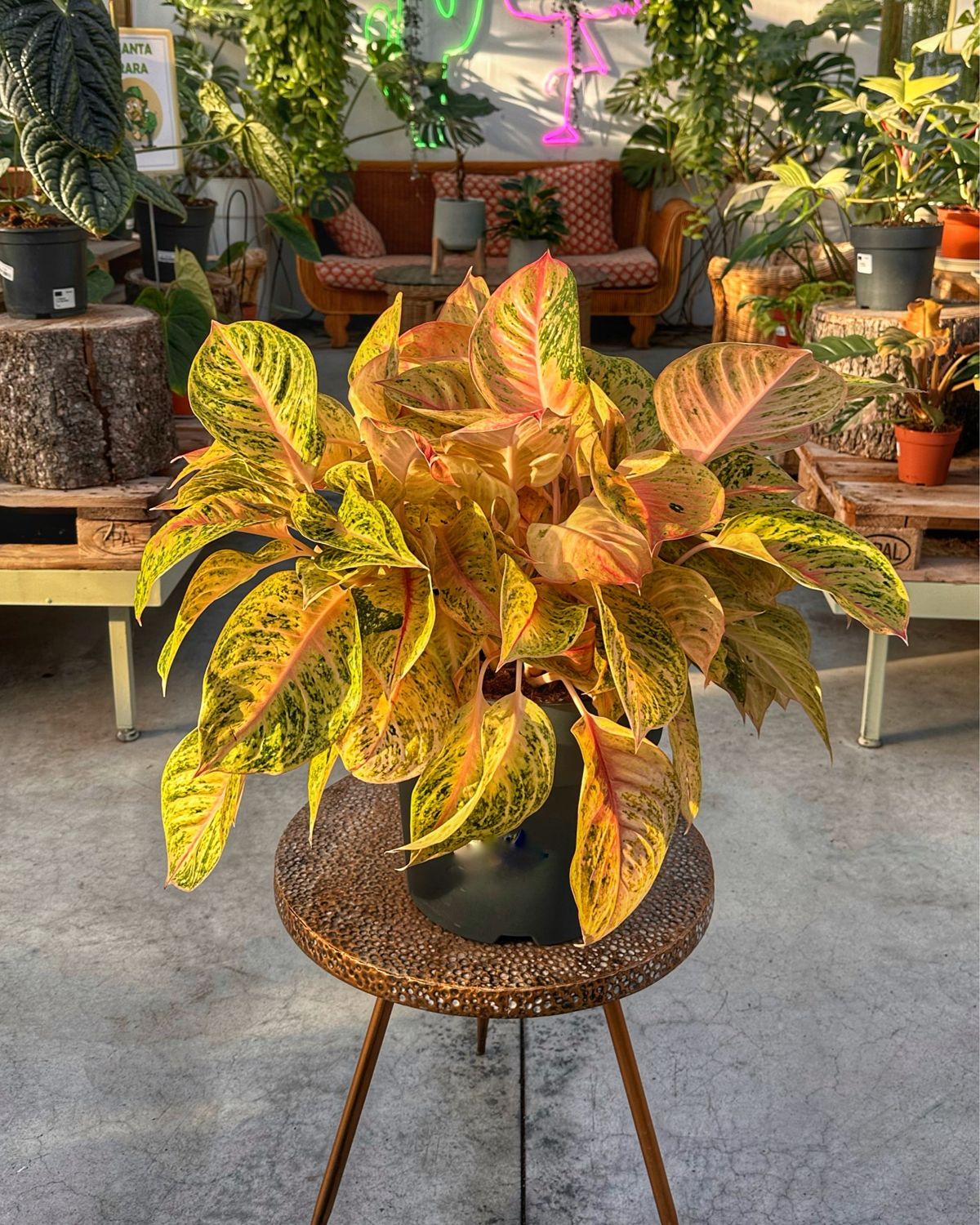 Aglaonema corn silk vaso cm 30