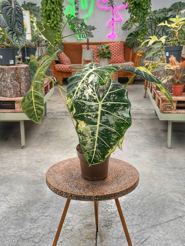 Alocasia frydek variegata XXL vaso cm 17