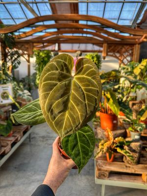 Anthurium King of spades x magnificum vaso cm 12